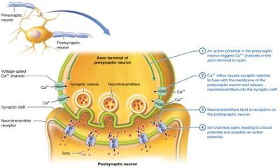 Events at a chemical synapse