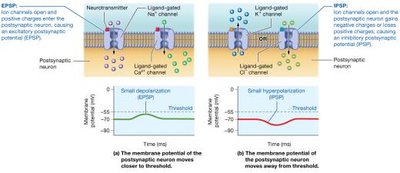 Postsynaptic potentials