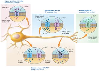 Types of channels and pumps in different parts of the neuron membrane