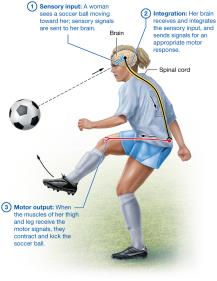 Functions of the nervous system