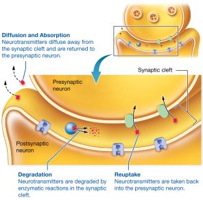 Methods of termination of synaptic transmission