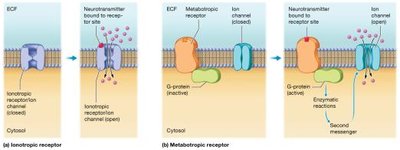 Types of neurotransmitter receptors