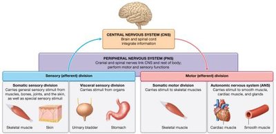 Summary of structural and functional divisions of the nervous system