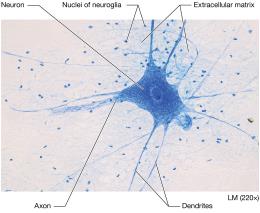 Nervous tissue