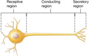 Functional regions of a neuron