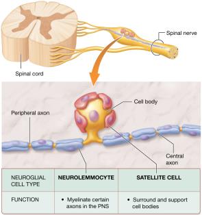Neuroglial cells of the PNS