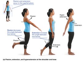 Flexion, extension, and hyperextension at the shoulder and knee