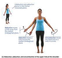 Abduction, adduction, and circumduction of the upper limb
