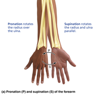 Pronation and supination of the forearm