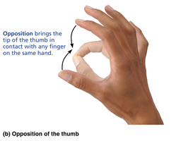 Opposition of the thumb