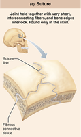 Suture joint in the skull