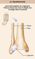 Syndesmosis joint between tibia and fibula