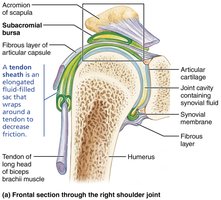 Bursa and tendon sheath in the shoulder joint