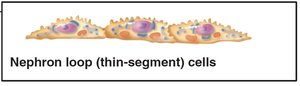 Location and structure of nephrons