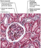 Renal cortical tissue