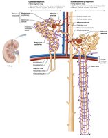 Cortical and juxtamedullary nephrons, and their blood vessels