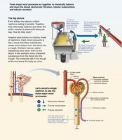 Three major renal processes