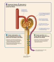 Three major renal processes