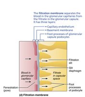 Filtration membrane detail