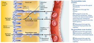 Tubular reabsorption occurs by transcellular and paracellular routes