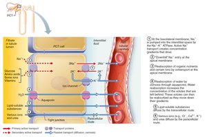 Tubular reabsorption of water and nutrients uses active and passive transport