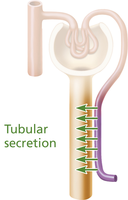 Tubular secretion diagram