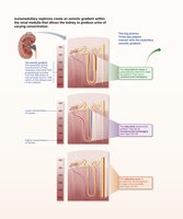 Medullary osmotic gradient