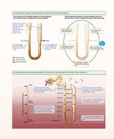 Medullary osmotic gradient
