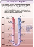 Countercurrent exchange