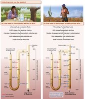 Mechanism for forming dilute or concentrated urine