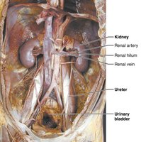 Dissection of urinary system organs (male)