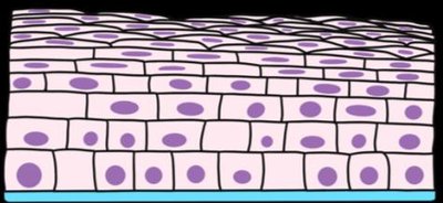 Stratified squamous epithelium diagram