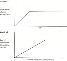 Graphs showing intracellular glucose concentration over time and rate of diffusion vs extracellular glucose concentration