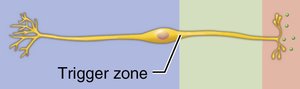 Bipolar neuron functional regions