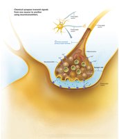 Chemical synapse: neurotransmitter release