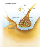 Chemical synapse: neurotransmitter binding to postsynaptic receptors