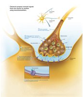 Chemical synapse: ion channel opening and graded potential