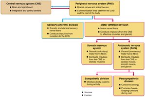 Organization chart of the nervous system divisions