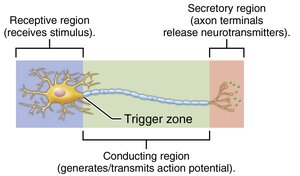 Multipolar neuron functional regions