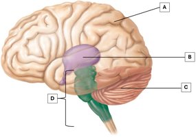 A diagram of the brain