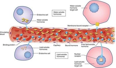 Hormone transport and receptor binding