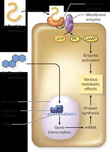 Hormone receptor classes
