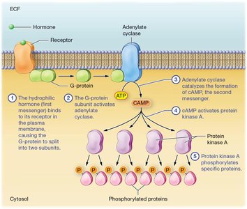 Second messenger system for membrane-bound hormone action