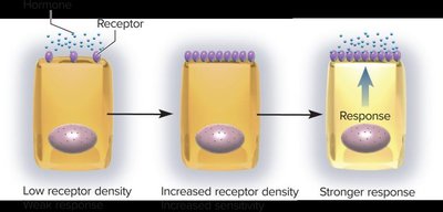 Down-regulation of hormone receptors