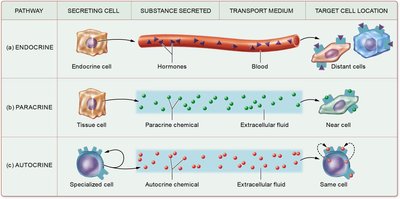 Table of endocrine, paracrine, and autocrine signaling