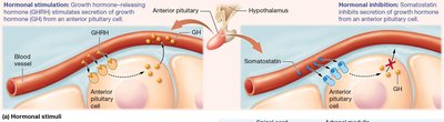 Patterns of hormone secretion