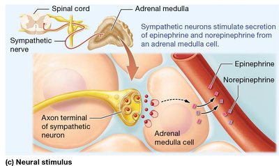 Hormonal stimulus for hormone release