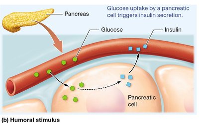 Neural stimulus for hormone release