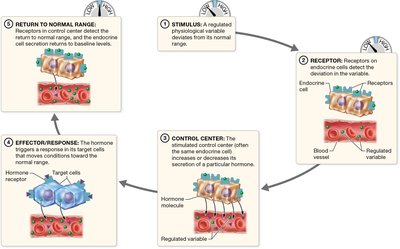 Humoral stimulus for hormone release