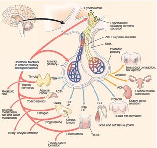 Hormone interaction types